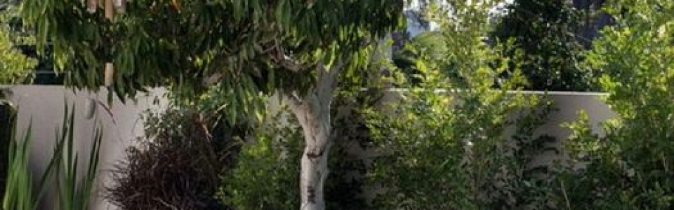 גינות מעוצבות ויוקרתיות