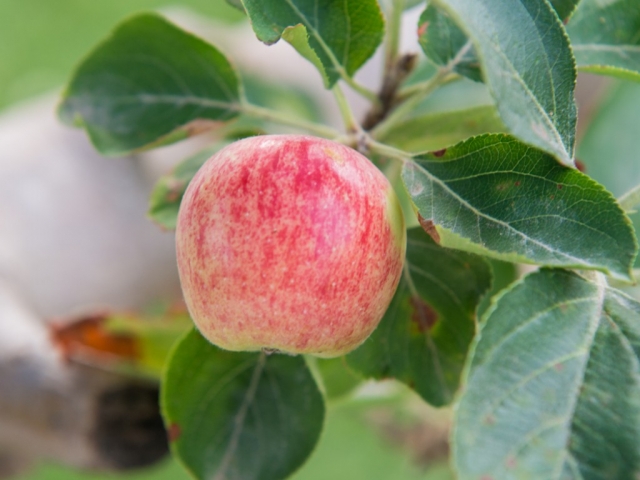 עץ פרי של תפוח