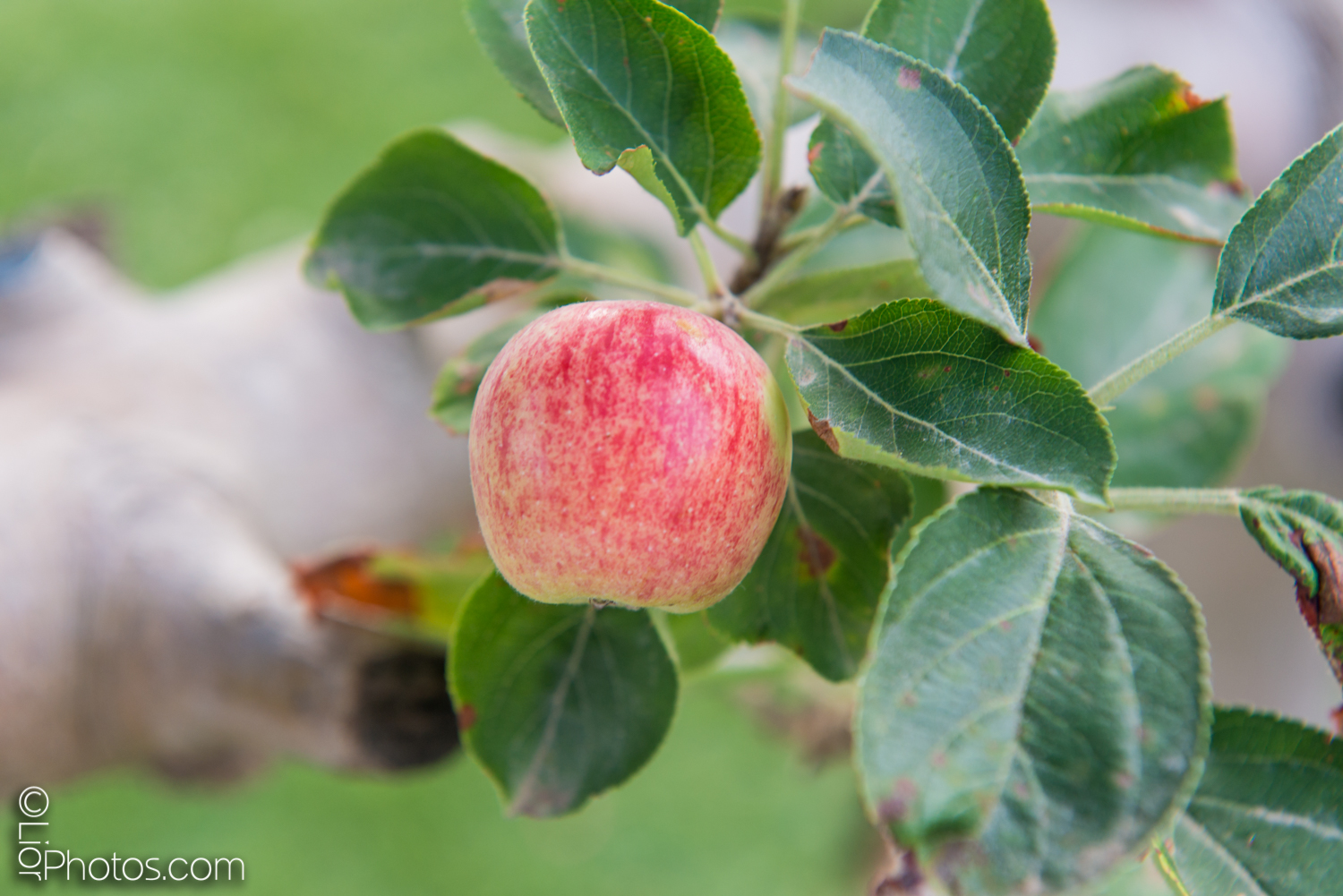 עץ פרי של תפוח