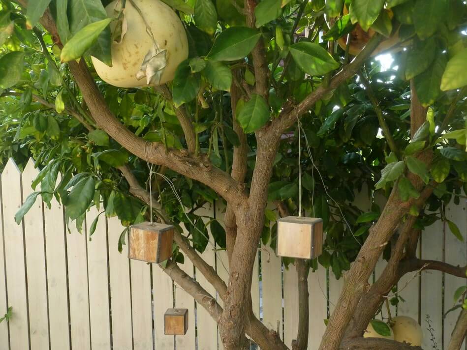 עיצוב הגינה של אורית ודניאל