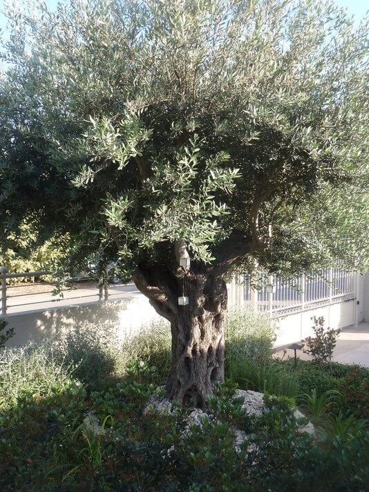 עיצוב הגינה של אורית ודניאל