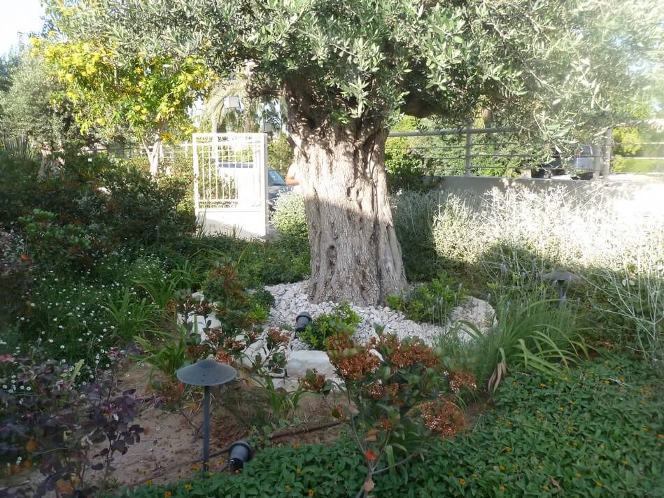 עיצוב הגינה של אורית ודניאל