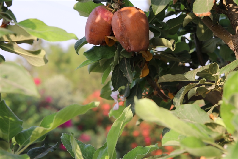 הגינה המעוצבת של אורי וענת