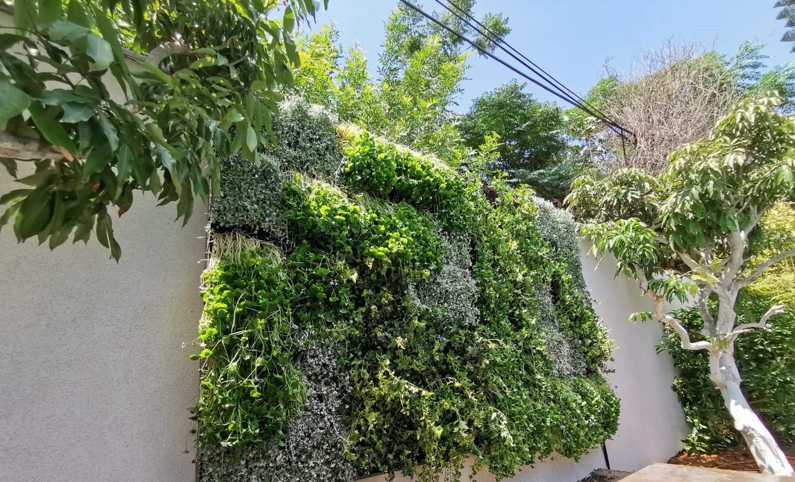 קיר ירוק – ביתה של אדריכלית…
