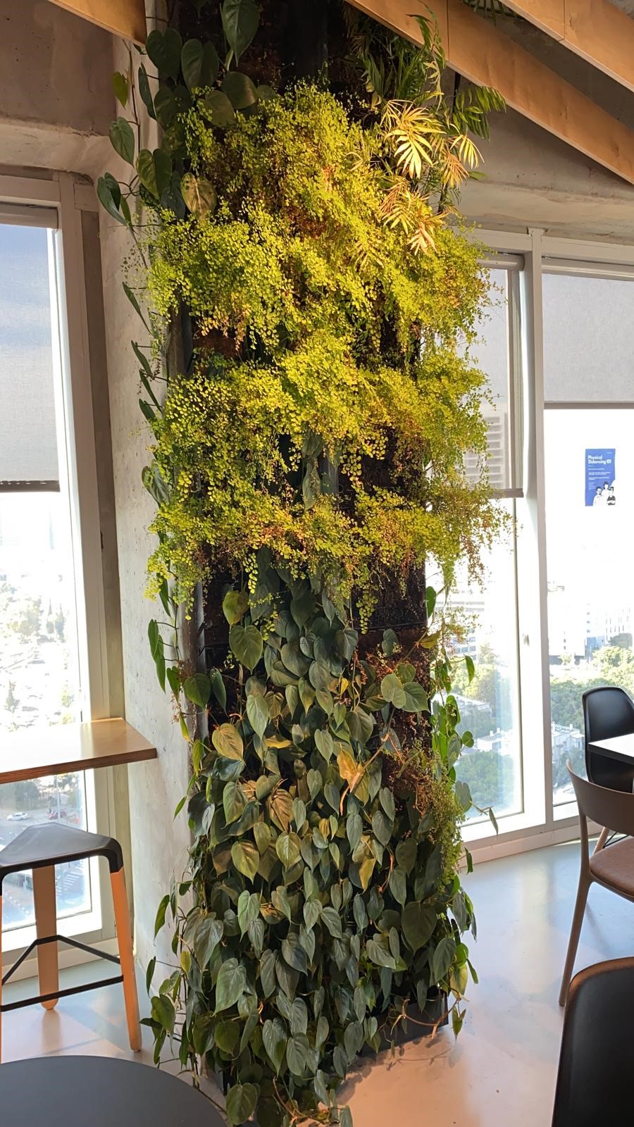 קיר ירוק בלב המשרד…