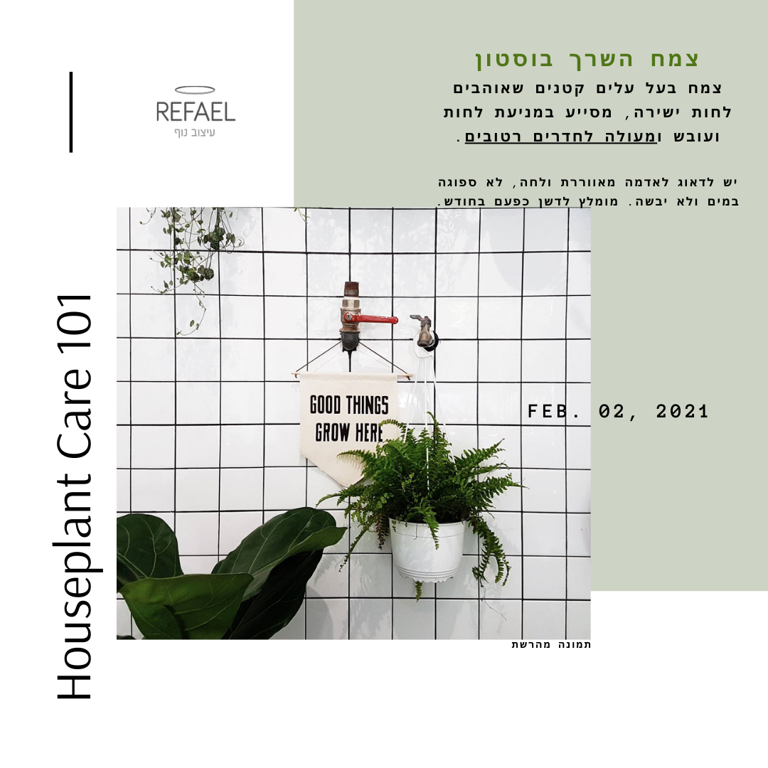 צמחי בית #2