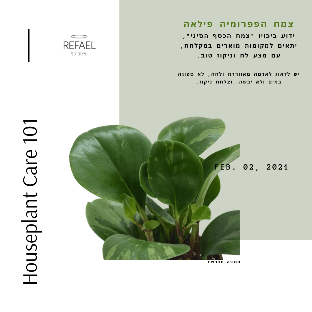 צמחי בית #2