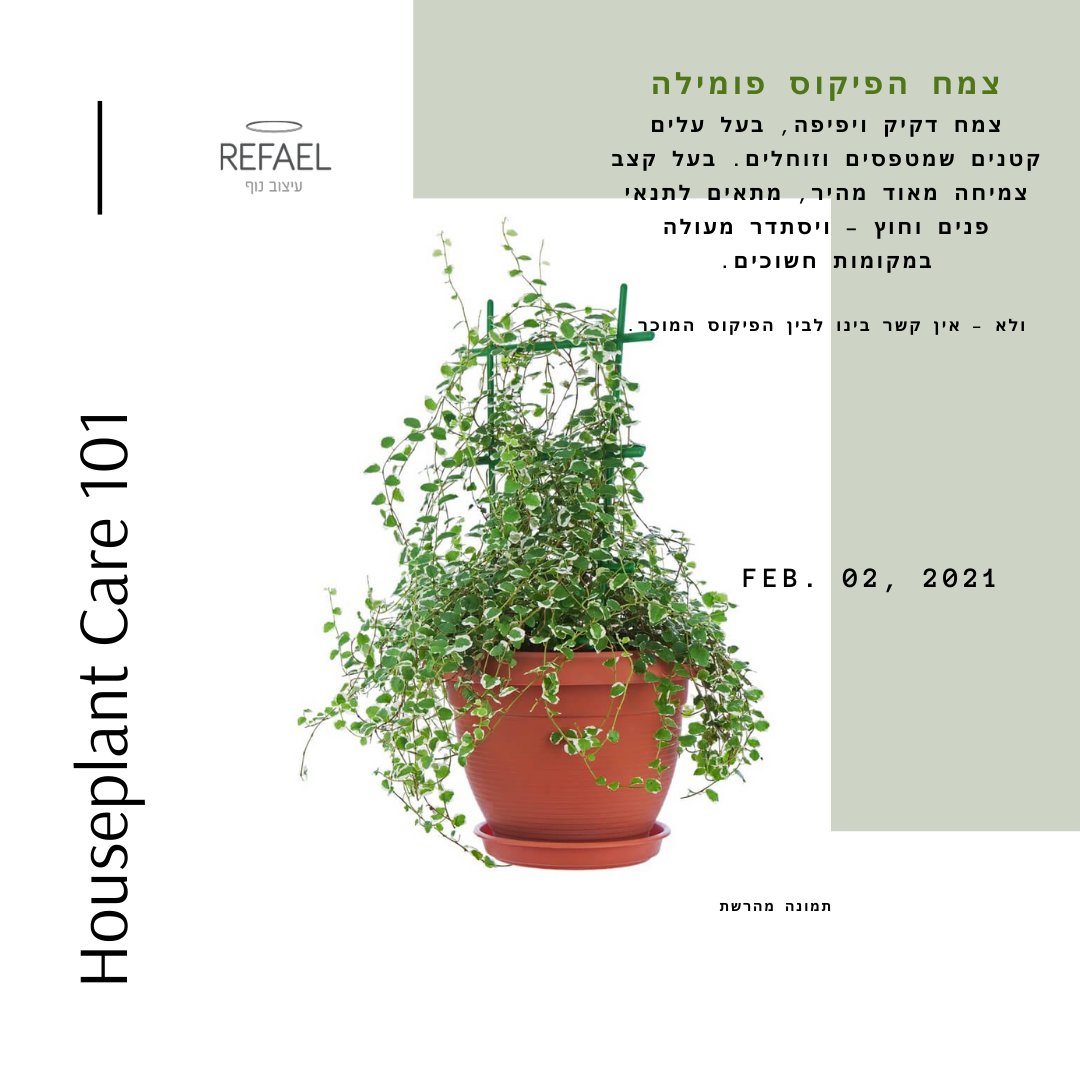 צמחי בית #2
