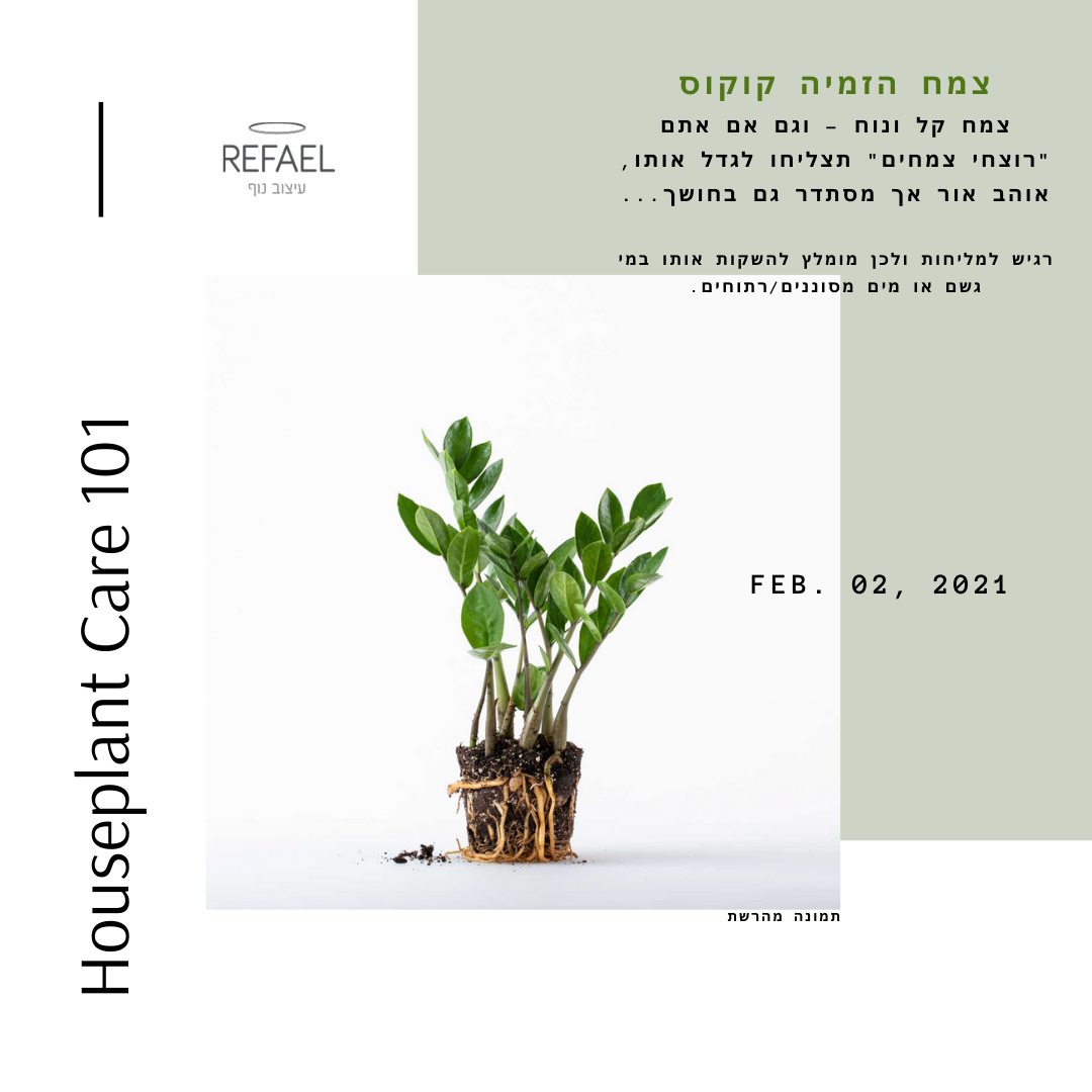 צמחי בית #2