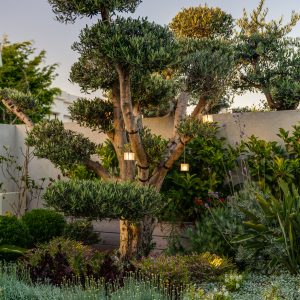 עץ זית בגינה טוסקנית